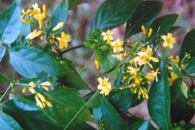 100 vụ tự tử bằng lá ngón